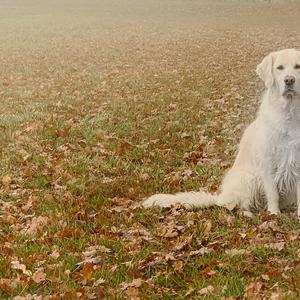 Retriever (Golden)