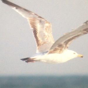 Herring Gull