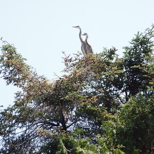 Great Blue Heron