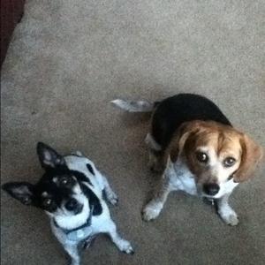 Unknown Breed