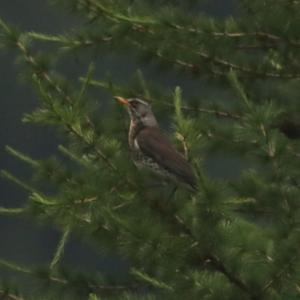 Fieldfare