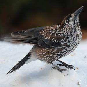 Spotted Nutcracker