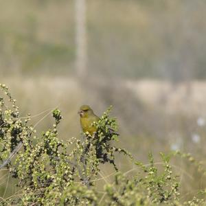 European Greenfinch