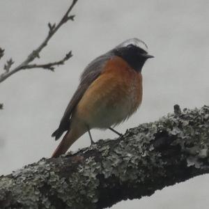 Common Redstart