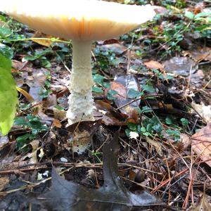 Destroying Angel