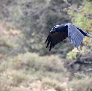 Common Raven