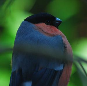 Eurasian Bullfinch