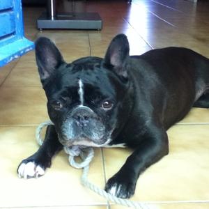 French Bulldog