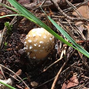 Gemmed Amanita