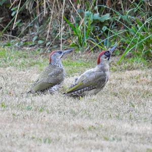 Eurasian Green Woodpecker