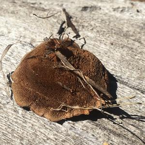 Funnel Polypore