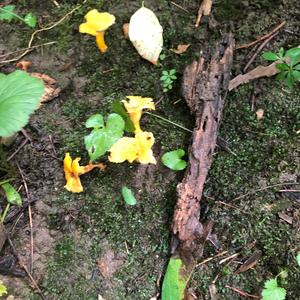 Chanterelle, Common