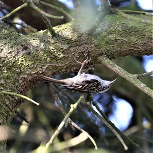 Short-toed Treecreeper