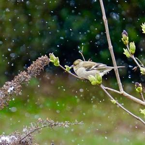 Eurasian Chaffinch