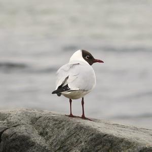 Black-headed Gull