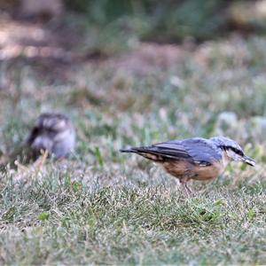 Wood Nuthatch