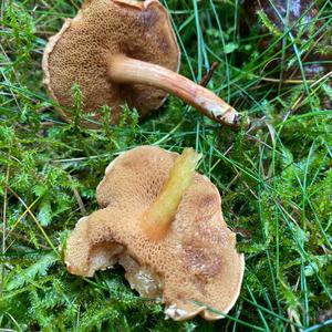 Variegated Bolete