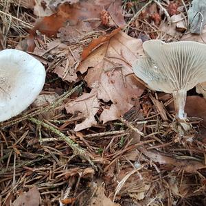Anise-scented Clitocybe