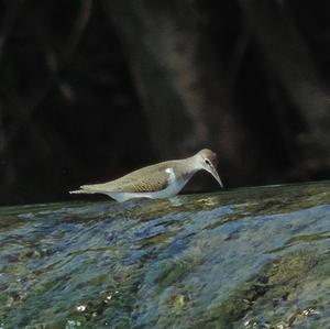 Common Sandpiper