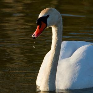 Höckerschwan