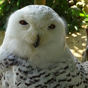 Snowy Owl