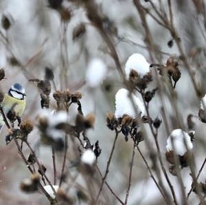 Blue Tit