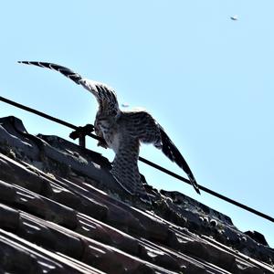 Common Kestrel