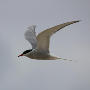 Arctic Tern