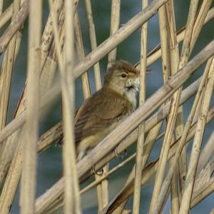 Eurasian Reed-warbler