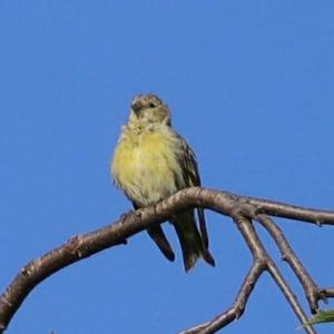 European Serin