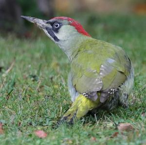 Eurasian Green Woodpecker