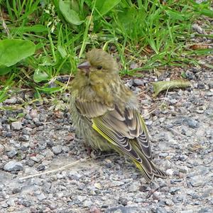 European Greenfinch