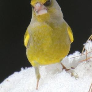 European Greenfinch