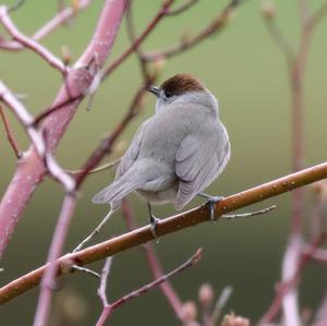 Blackcap