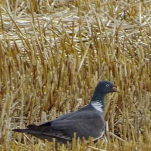 Common Wood-pigeon