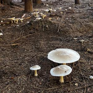 Cloudy Clitocybe