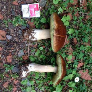 King Bolete