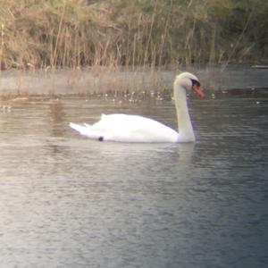 Mute Swan