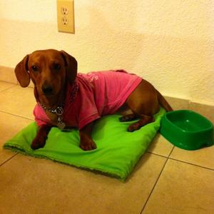 Unknown Breed
