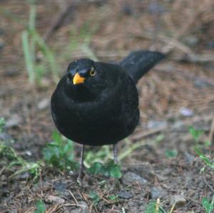 Eurasian Blackbird