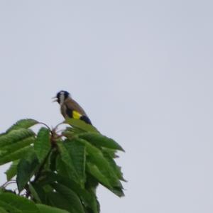 European Goldfinch