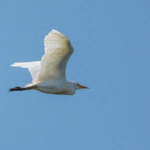 Cattle Egret