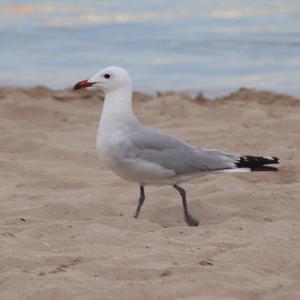 Audouin's Gull