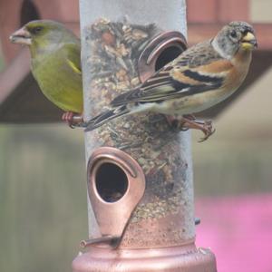 Eurasian Chaffinch