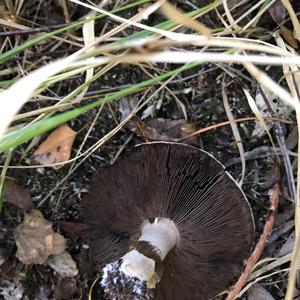 Agaricus impudicus