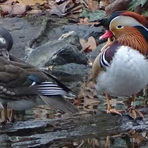 Mandarin Duck