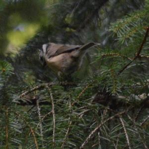 Crested Tit