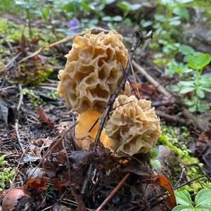 Yellow Morel