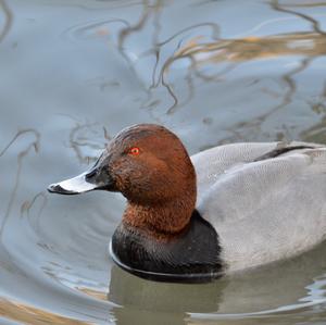 Common Pochard