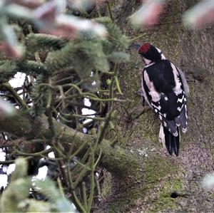 Great Spotted Woodpecker